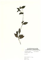 藏品(鴨跖草)的圖片